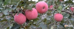 【苹果树】苹果树上的苹果怕冻吗