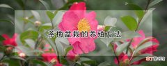 【茶梅】茶梅盆栽的养殖方法