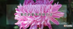 【花】菊花的夏季养殖方法