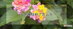 【花卉大全】五色梅结籽了怎么办
