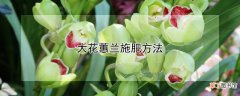 【花】大花蕙兰施肥方法