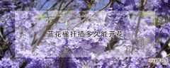 【花】蓝花楹扦插多久能开花