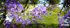 【花】蓝花楹种子播种技术