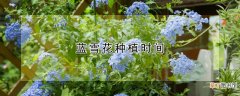 【花】蓝雪花种植时间