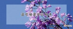 【花】蓝花楹是什么树木