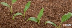 【植物】土壤为植物生长提供了什么和什么