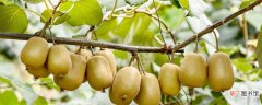 【桃树】猕猴桃树的种植与管理技术