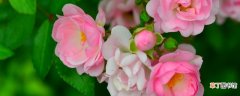 【寓意】粉色花的寓意是什么