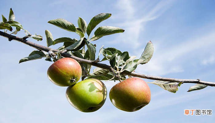 【方法】苹果树剪枝时间和方法
