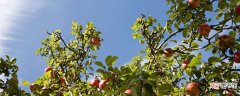 【方法】苹果树剪枝时间和方法