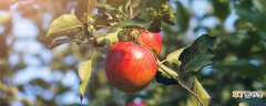 【月份】苹果树十一月份能追复合肥吗