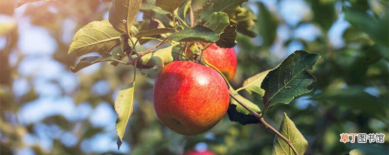 【月份】苹果树十一月份能追复合肥吗
