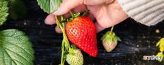【品种】红玉草莓苗品种介绍