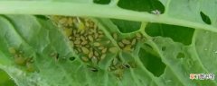 【植物】蚜虫对植物的危害有哪些