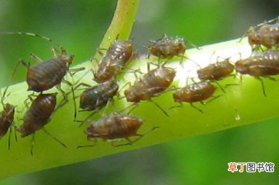 【植物】蚜虫对植物的危害有哪些
