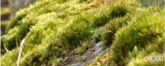 【植物】苔藓植物和蕨类植物的相同点和不同点