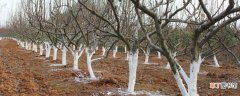 【白色】树干为什么常常刷成白色