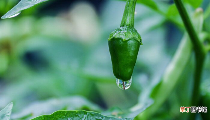 【种植】辣椒可以种植几年