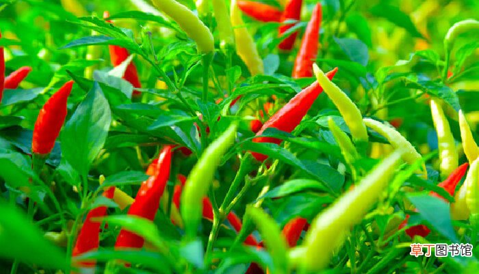 【种植】辣椒可以种植几年