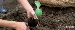 【土壤】植物在酸性土壤中容易发生哪种元素的缺乏