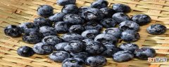 【品种】天后蓝莓品种介绍