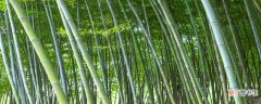 【种类】景观竹子种类