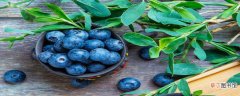 【品种】薄雾蓝莓品种介绍