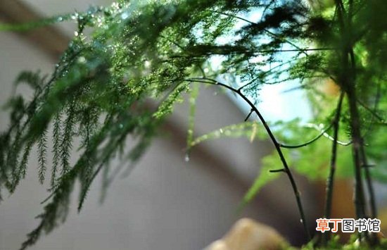 文竹盆景：文竹盆景的造型方法、制造技术及植株整形