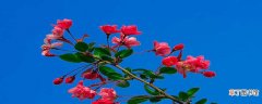 【海棠】玫瑰海棠一年开几次花