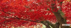 【树叶】红色树叶的树有哪些