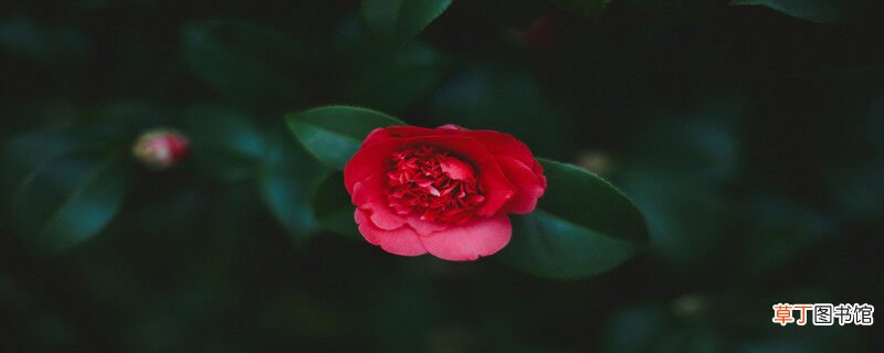 【山茶花】红色山茶花的寓意和象征