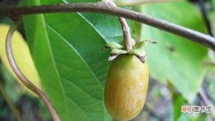 【桃】软枣猕猴桃和葛枣猕猴桃的区别