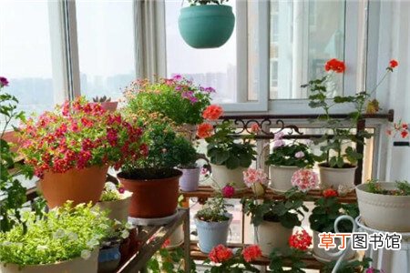 【花】4平米的封闭阳台，开出上万朵花，一年到头有花看！