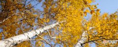 【树叶】杨树叶子背面有黄锈什么病？