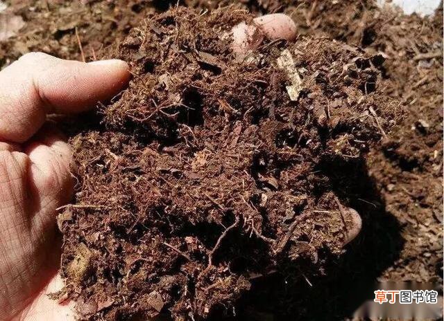 【土壤】栽种虎皮兰的土壤哪种好