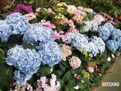 【花】八仙花的花朵从红色转蓝色的操作方法