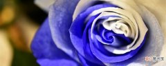 【蓝玫瑰】碎冰蓝玫瑰是染的吗