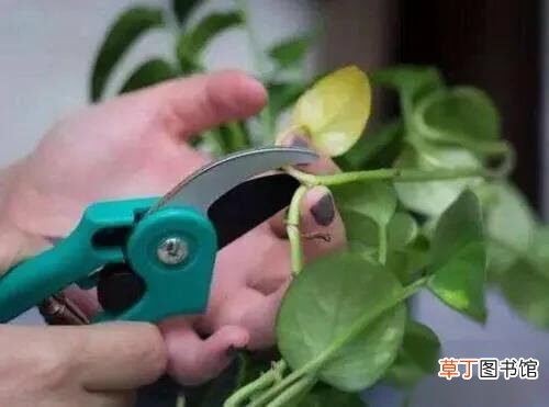 【修剪】绿萝怎样修剪才能越长越茂盛