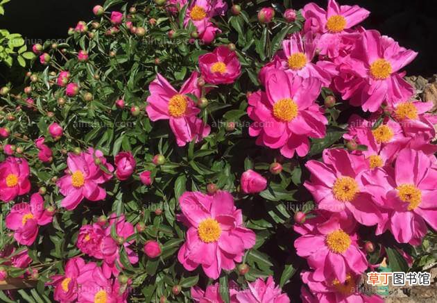 【养护】这5种花最好是在室外养护！