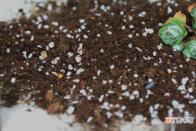 【植物】盆栽植物用三合一通用型营养土可以吗
