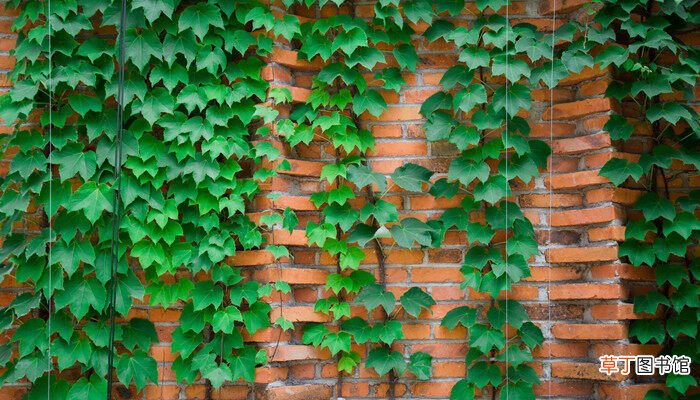 【植物】会爬墙的十六种植物