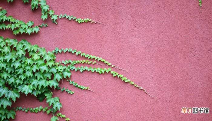 【植物】会爬墙的十六种植物