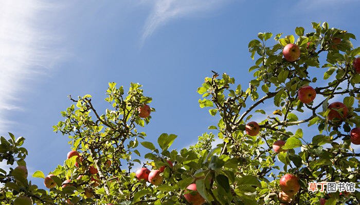 【月份】苹果树九月份如何修剪