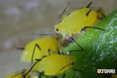 【方法】月季用什么方法去蚜虫