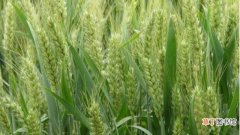 【大麦】小麦和大麦的区别