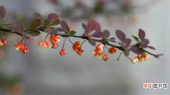 【红花檵木】紫叶小檗和红花檵木的区别
