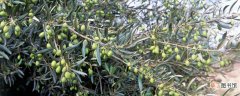 【植物】橄榄是被子植物吗