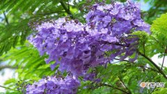【花】蓝花楹与凤凰木区别