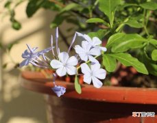 【花】蓝雪花怎么培植可以花开不断
