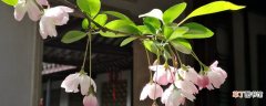 【月份】海棠几月份开花